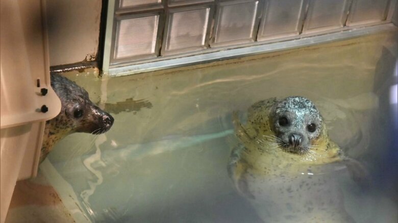 「のとじま水族館」から避難（提供：いしかわ動物園）