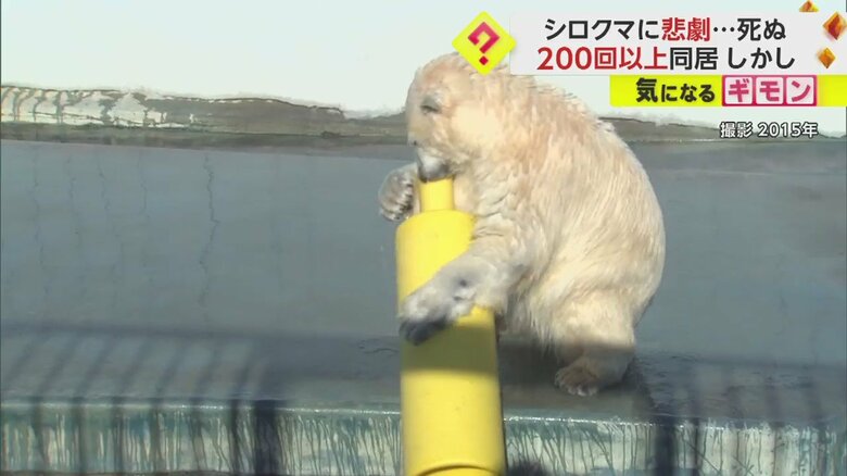 釧路市動物園にいたホッキョクグマの「ミルク」