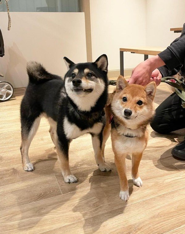 提供：まめふく&ゆめくりさん