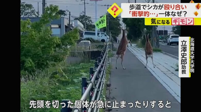 突然立ち上がって向かい合う2頭のエゾシカ