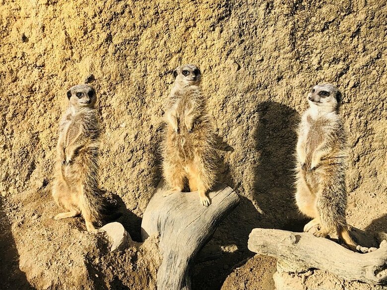 直立して見張りをするミーアキャットたち（提供：九十九島動植物園森きらら）