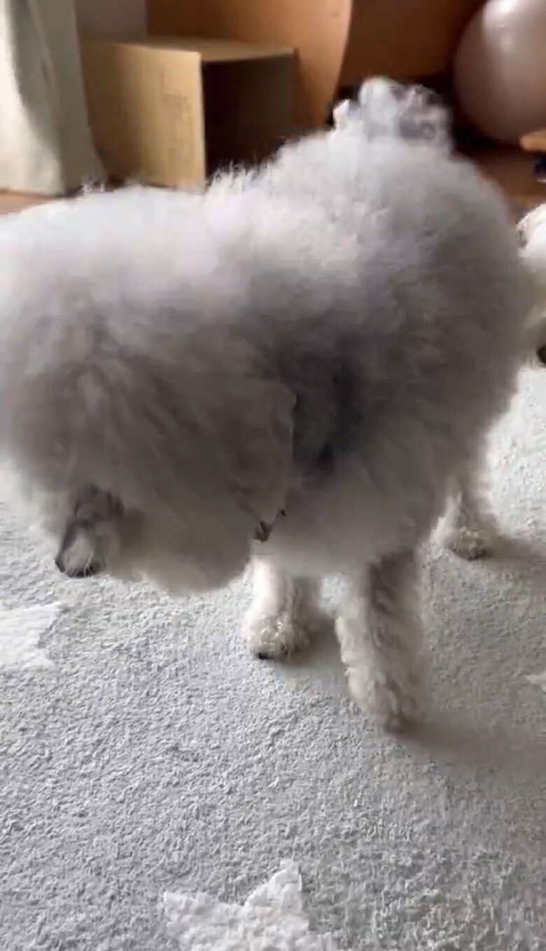 ヨロヨロと演技して負傷報告をするココちゃん