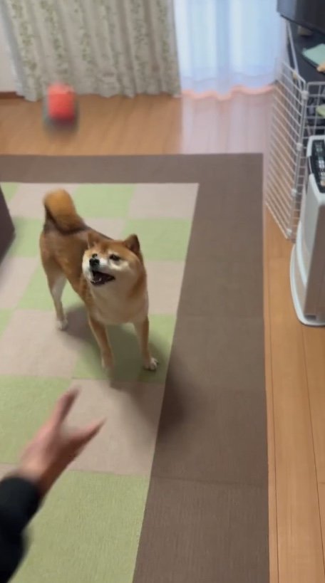 小さいボールで遊ぶ時（提供：Nerushibaさん）