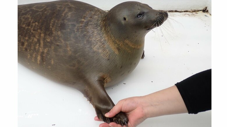 握手もできるように（提供：海遊館）