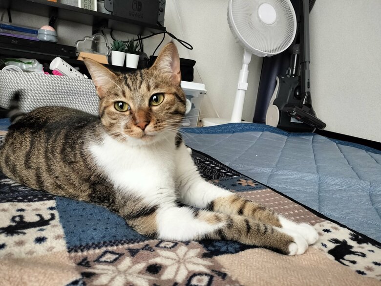 提供：猫のテトさん