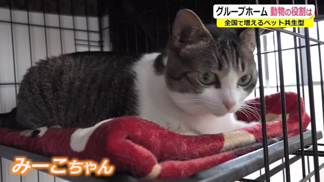 人懐っこい保護猫の「みーこちゃん」