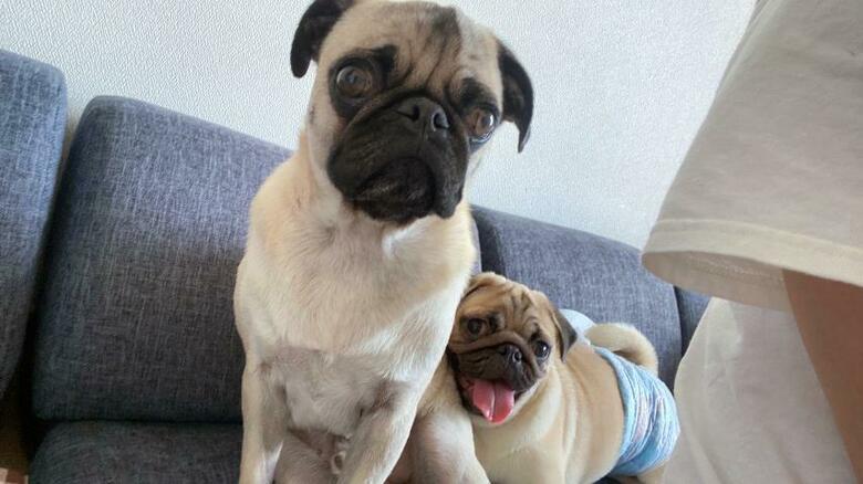 左：たまごくん　右：おもちくん（提供：たまごandおもちさん）