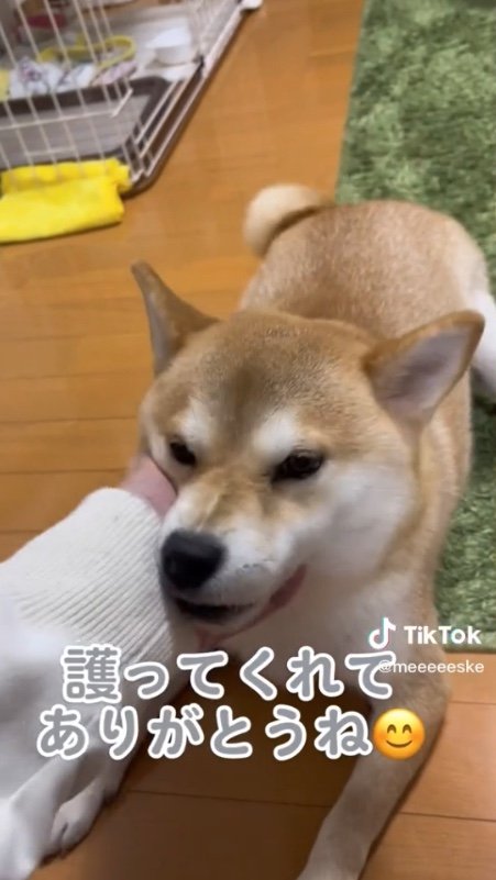 提供：柴犬こちゃんさん