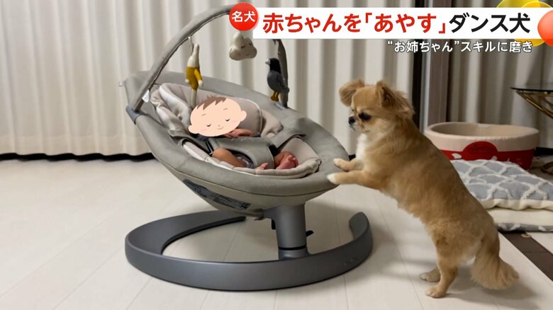 ゆりかごを揺らすハナちゃん（「うわうわ犬のハナ」チャンネルより）