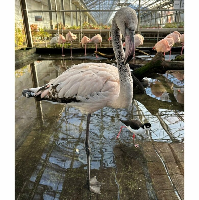 生後7カ月のフラミンゴ　灰色・白色の割合が多い（提供：富士花鳥園）
