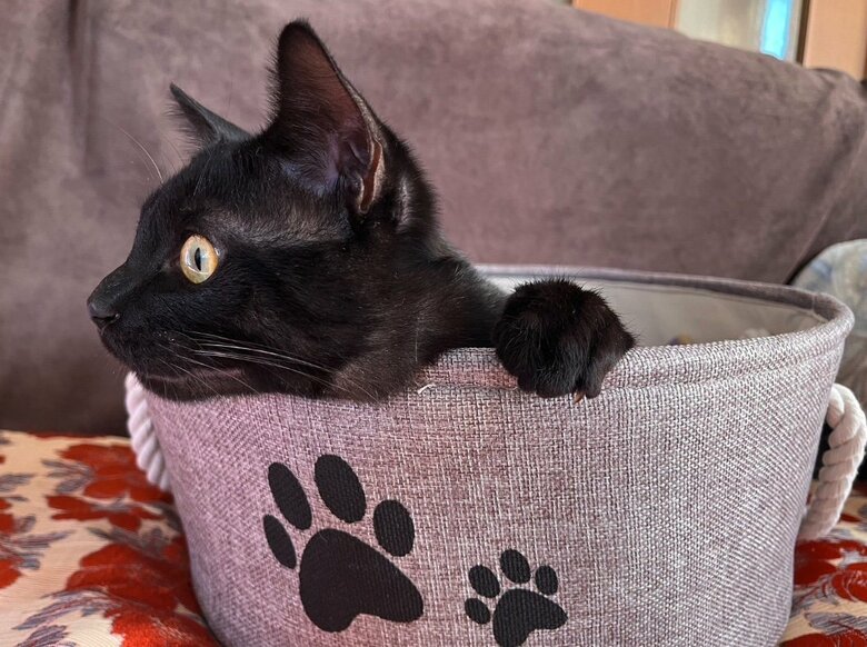 飼い主お気に入りの写真　キッチンを見ている（提供：サラミさん）