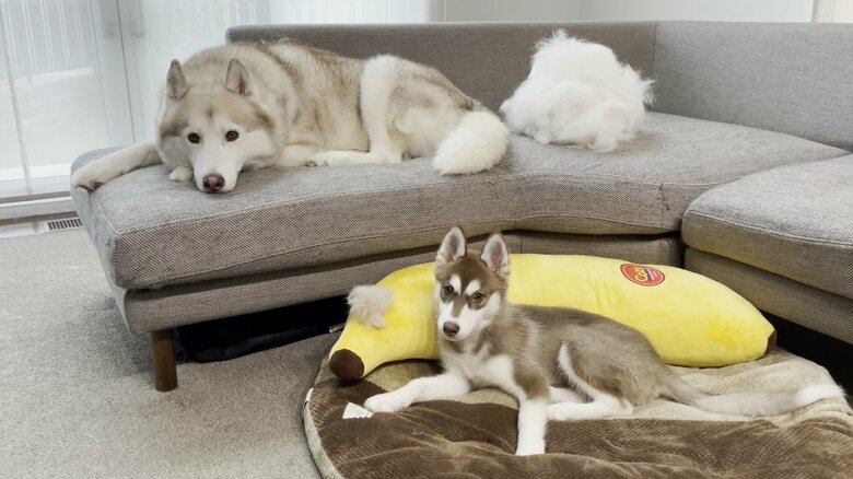 ブラッシングをして出る1日分の毛