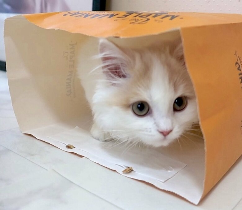 紙袋にも入ってちょっこん