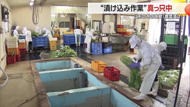 青菜の漬け込み作業
