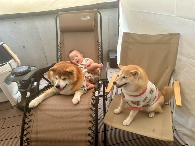 提供：飼い主さん（＠shibainu.berry）