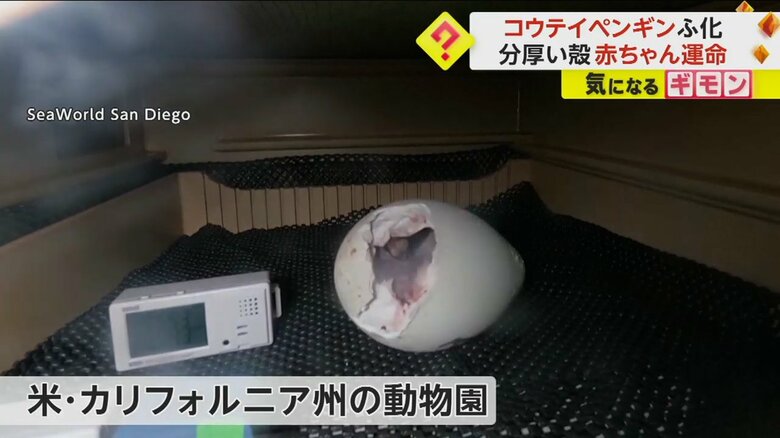 米・カリフォルニア州の動物園で撮影されたふ化の瞬間の映像