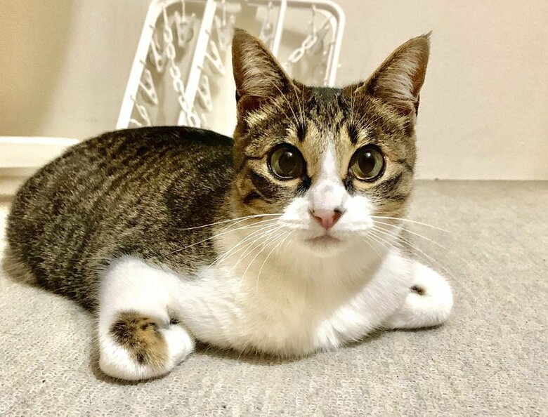 香箱座りの亜種