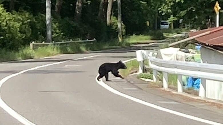 左前足がないようにみえるクマ（住民提供）
