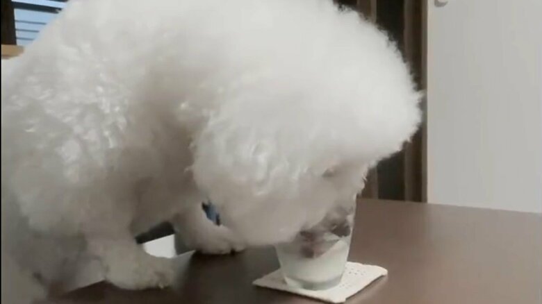 人間用のコップの水を飲んで怒られる