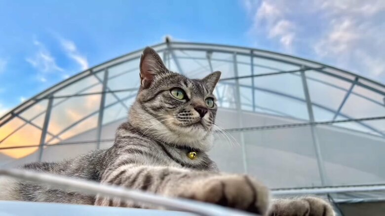 ハウスの前で堂々たる姿