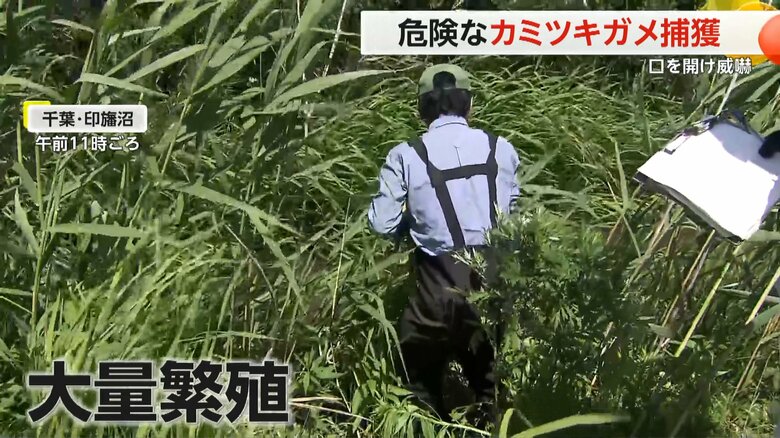 千葉県の職員による捕獲作戦が行われた千葉・印旛沼の「カミツキガメ」の大量発生