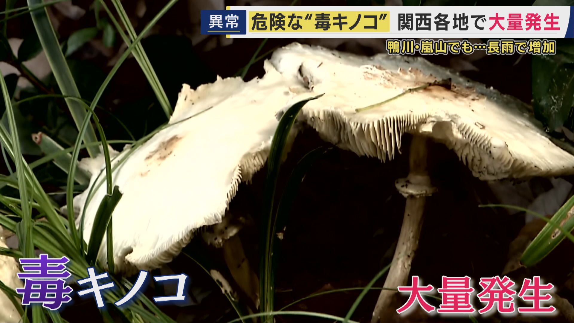危険な“毒キノコ”に要注意 食べると嘔吐や下痢 白い大きなキノコの正体は「オオシロカラカサタケ」 身近な公園にも大量発生 原因は“長雨”か