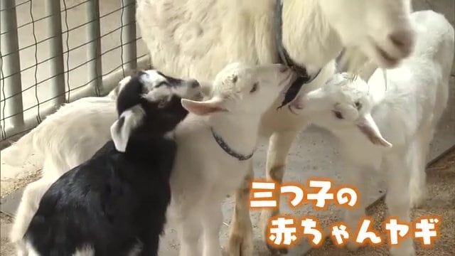 まさか3つ子とは」坂井市の牧場にヤギの赤ちゃん誕生…3頭そろって元気 