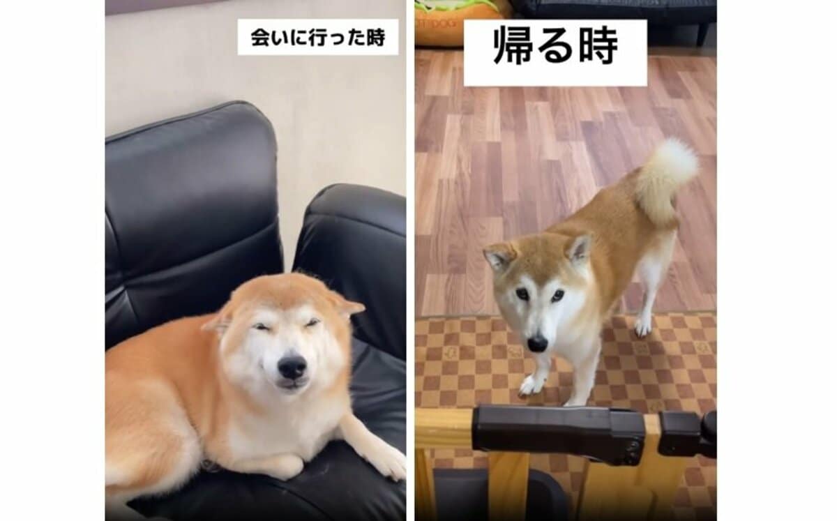 ヒコーキ耳でニッコリ→スンッ… 大好きな“お姉ちゃん”が帰る時に