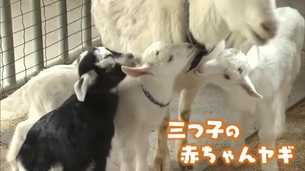 ヤギの赤ちゃん　2023.7.6誕生日 まさか3つ子とは」坂井市の牧場にヤギの赤ちゃん誕生…3頭そろって元気