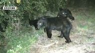 クマによる人身被害が2年間なし　「ゾーニング効果」クマの生息域と人里を分ける　長野・箕輪町では2026年度はまだ目撃情報もなし