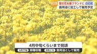 タマネギ・レンコンに続く白石町の新特産品へ 地元農家が12年かけて育てた菜の花が見ごろ迎える【佐賀】