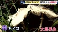 危険な“毒キノコ”に要注意　食べると嘔吐や下痢　白い大きなキノコの正体は「オオシロカラカサタケ」　身近な公園にも大量発生　原因は“長雨”か　