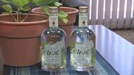 クラフトジン完成　特産品の長命草「ボタンボウフウ」を活用　さわやかな香りに　大分県豊後高田市