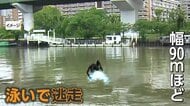 任意聴取直前に突然ダイブ　大阪で幅90メートルの川を泳ぎ切る“まさかの逃走劇”　警察も泳いで追跡するも追いつけず