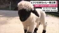 ”世界一かわいい”と言われるヒツジの赤ちゃん　一般公開　　スイス原産のヒツジ「ヴァレー・ブラック・ノーズシープ」　滋賀・米原市