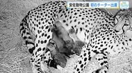 安佐動物公園　初のチーター出産！ 赤ちゃん４頭生まれる！「今回の繁殖は非常に嬉しい」 広島