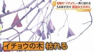 名物のイチョウ並木に一体何が？54本が一斉に枯れる　除草剤が土の中の根をつたい広がったか　東京・町田市