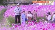 秋風に揺れる150万本！6万人が訪れる「コスモスまつり」特産ツガニのグルメも満喫　高知・越知町