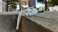 警察学校に迷い込んだガリガリの子猫が…数年後“警視”に昇任!?　警察官の卵たちをそっと見守る「たま警視」の物語