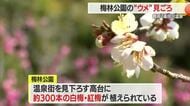 湯田川温泉の梅林公園でまもなく「梅まつり」　紅白梅が美しく見ごろ迎える　山形・鶴岡市　