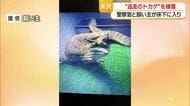 逃走から5日目…ヒャクメオオトカゲを捕獲　山形・米沢市