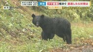 相次ぐクマ被害の原因は“ドングリの不作と個体数増加” 一定数超えると生活圏に侵入 クマの殺処分は「やむを得ない」【専門家解説】