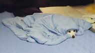 「出てこなくなりました」居心地が良かった？掛け布団を被った姿の犬がかわいい…状況を飼い主に聞いた