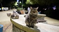 「猫の島」で“猫の急増”が深刻な問題に…地中海に浮かぶ「キプロス」で人口100万人とほぼ同数に　「不妊手術予算」3倍に引き上げる新対策