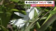 残暑の中で“秋の訪れ”　今治の湿地でサギソウ見頃に　地元住民が“絶滅危険性の高い種”保全活動【愛媛】