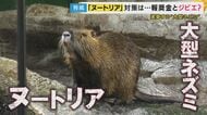 農作物被害額は年間5000万円にも“害獣”「ヌートリア」農家「一生懸命育てたのに」収穫直前の米が被害『1匹3000円』報奨金で捕獲に乗り出す自治体・“ジビエ”食材の可能性