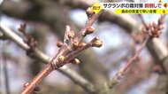 気温の把握が大きな鍵…サクランボの花芽を霜から守る　今年は前倒しで対策スタート【山形発】