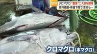 “水産物の宝庫”庄内沖でクロマグロ豊漁　寒ダラ・紅えび・岩ガキに続きブランド化に期待　年間漁獲枠・物価高騰に加え単価下落の課題も【山形発】