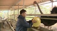 「わさびダチョウ」クセなく高タンパクな