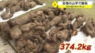 コロナ禍でもすくすく成長300キロ超え 山芋スーブ 沖縄発